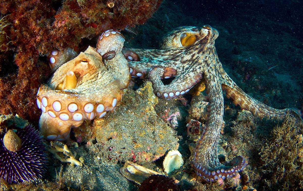 octopus mating behavior
