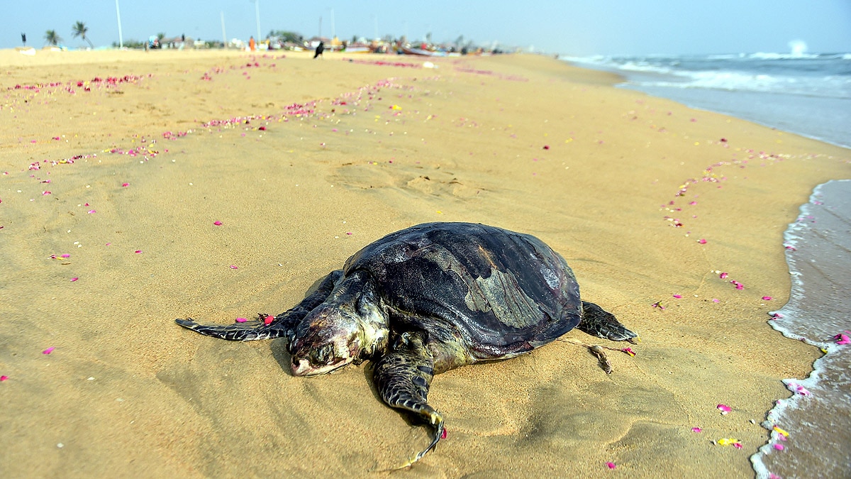 Turtle travels 4500 km from Odisha to Maharashtra