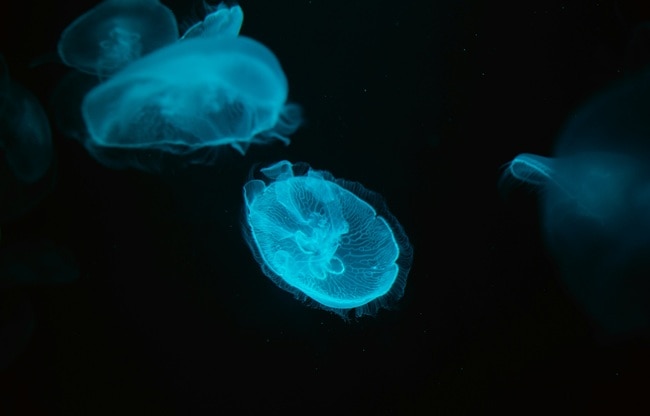 brain eating amoeba kerala (Photo- Unsplash)