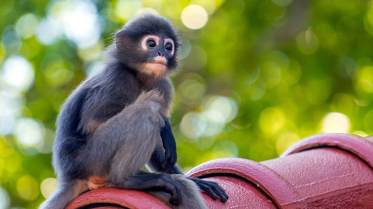 Orange-Lipped Monkey Orange-Lipped Monkey