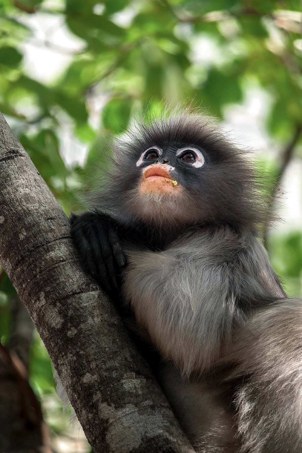 Orange-Lipped Monkey Orange-Lipped Monkey