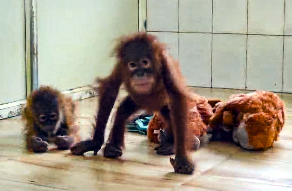baby orangutan fever baby orangutan fever