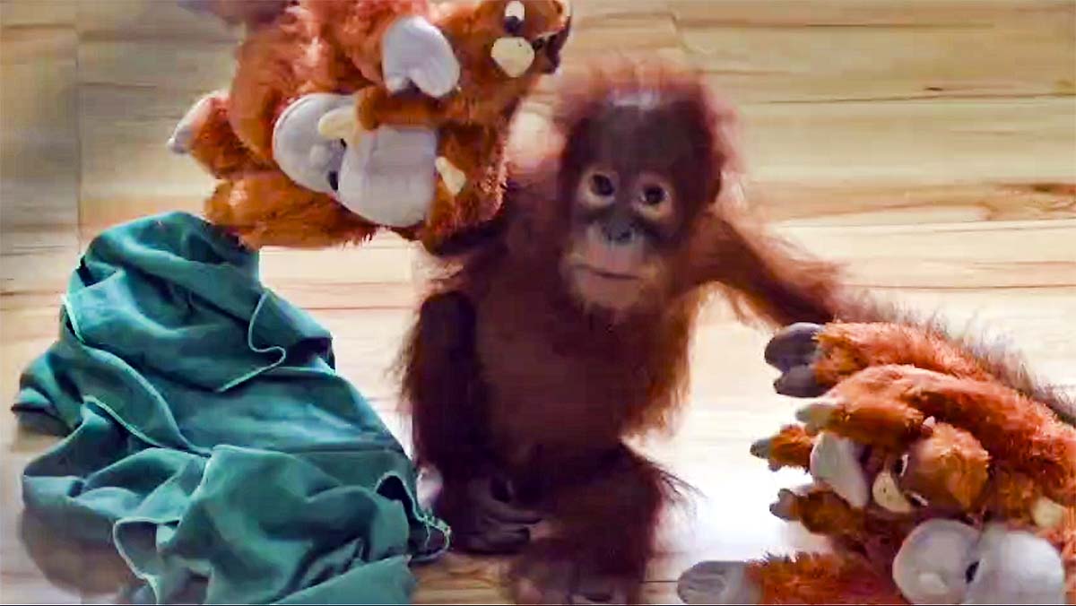 Odisha orangutan rescue Odisha orangutan rescue