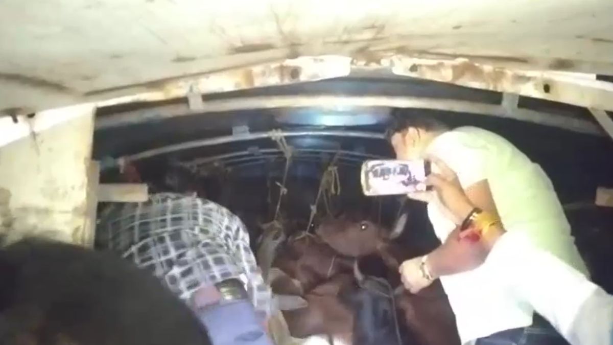over 30 cattle found inside oil tanker odisha villagers suspicion over 30 cattle found inside oil tanker odisha villagers suspicion