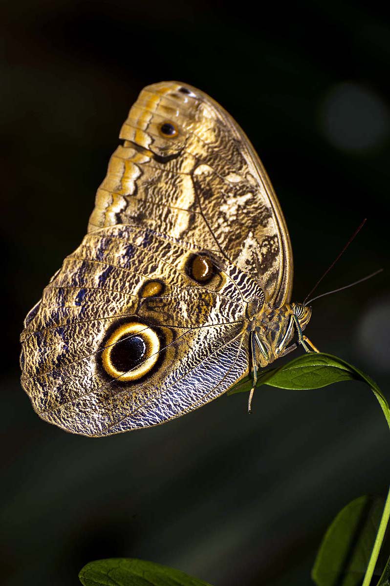 Owl Butterfly