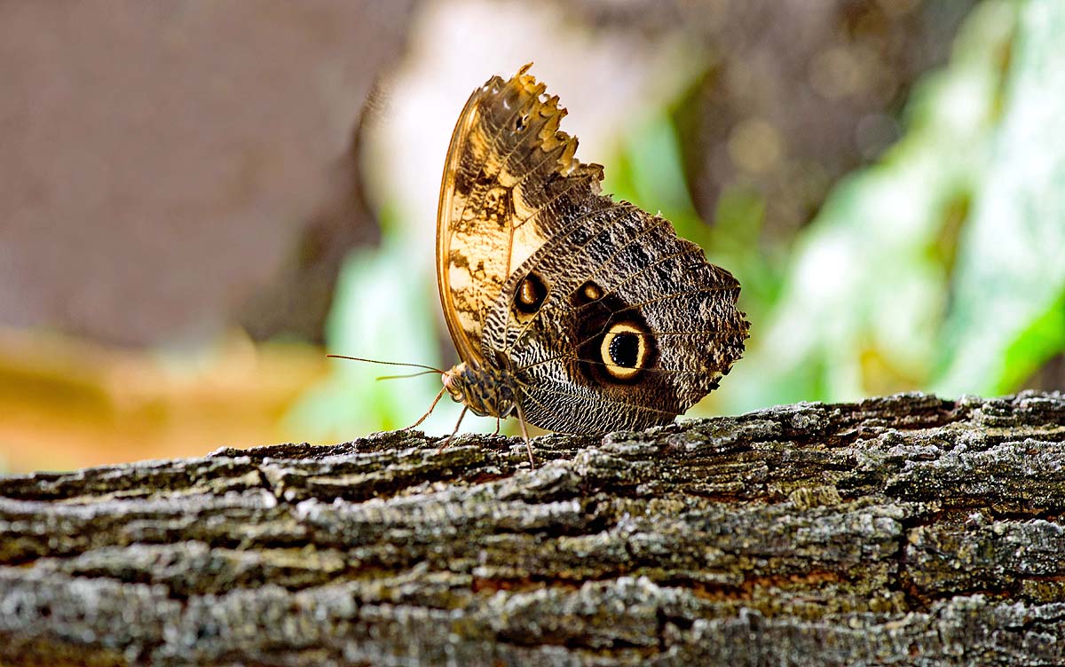 Owl Butterfly