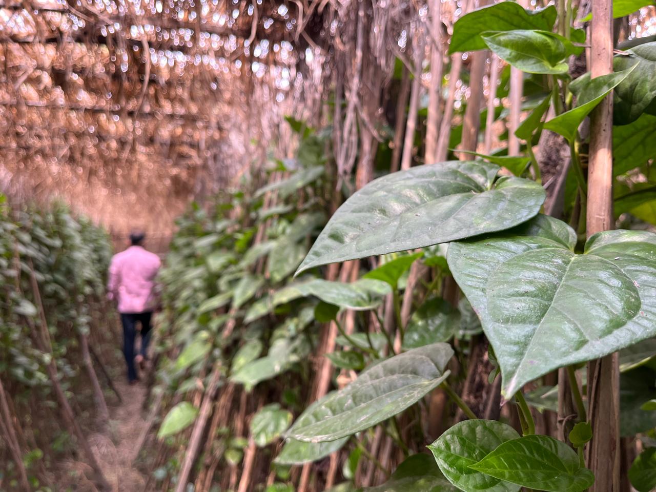 paan kisan ground report 