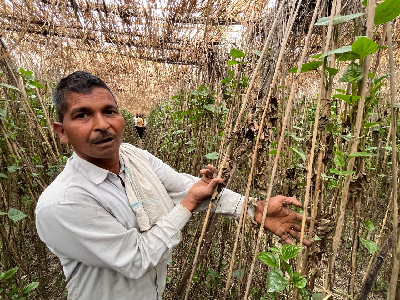 betel leaf farming