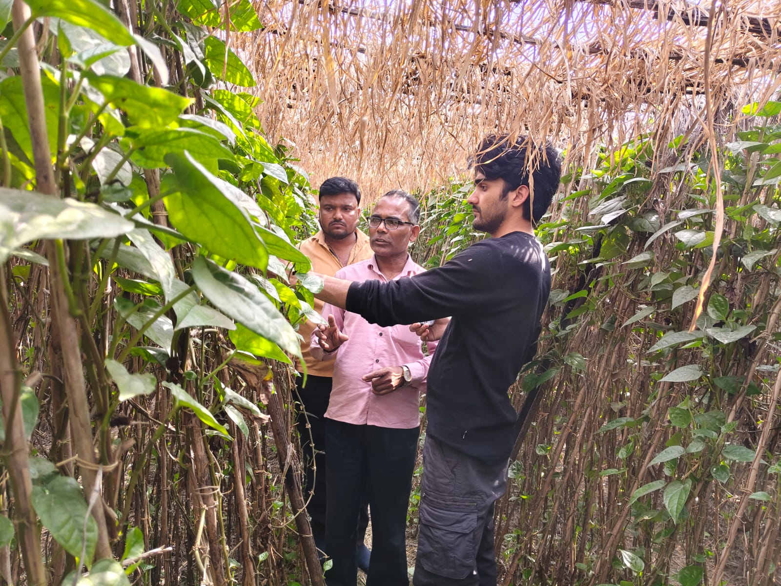 paan pratapgarh ground report