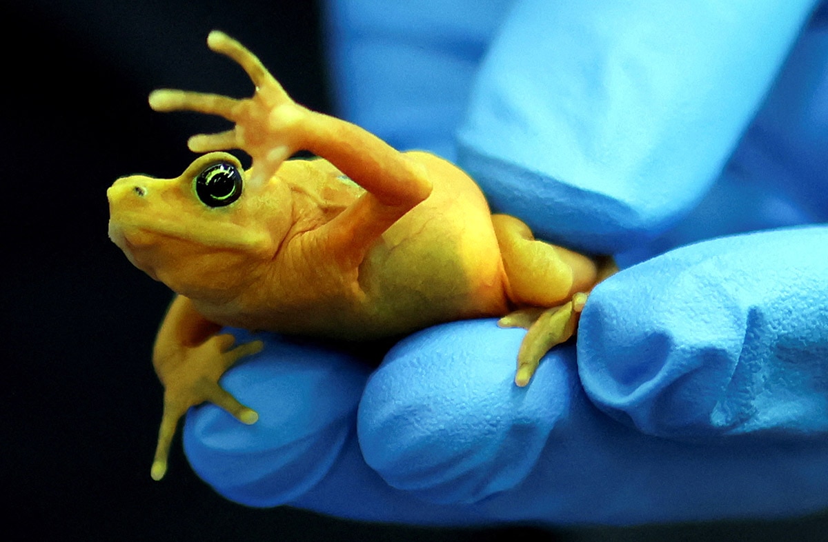 पनामायन सुनहरा मेंढक