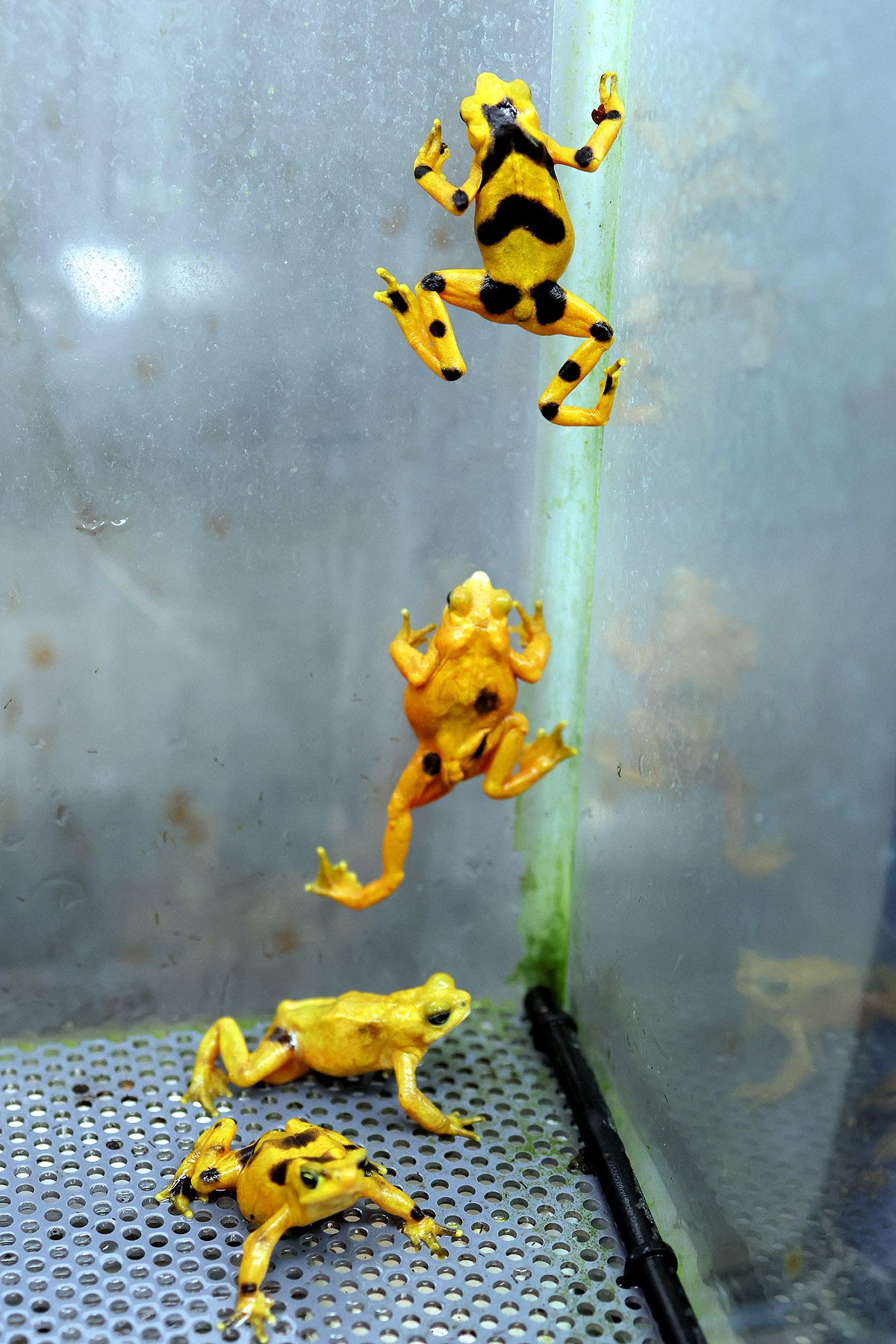 पनामायन सुनहरा मेंढक