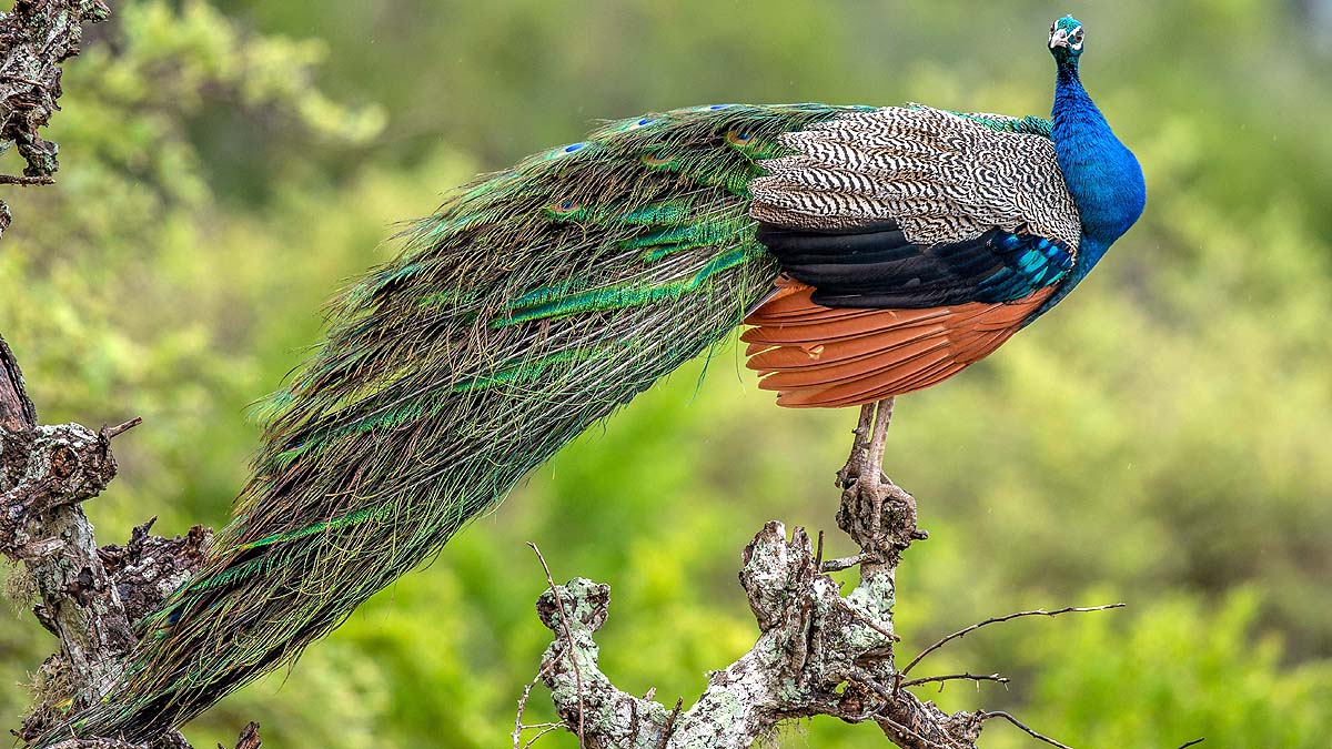 Types of Peacocks Types of Peacocks