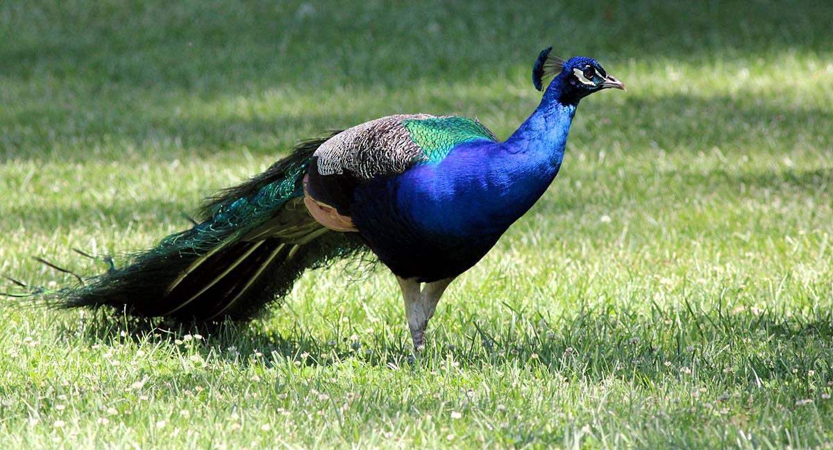 Types of Peacocks Types of Peacocks