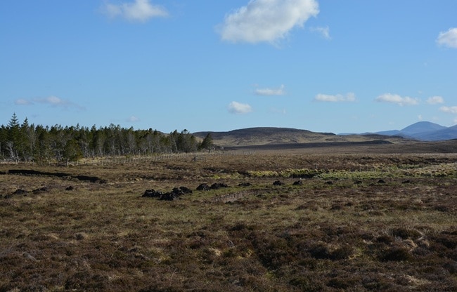 peatland (Photo- Pixabay)