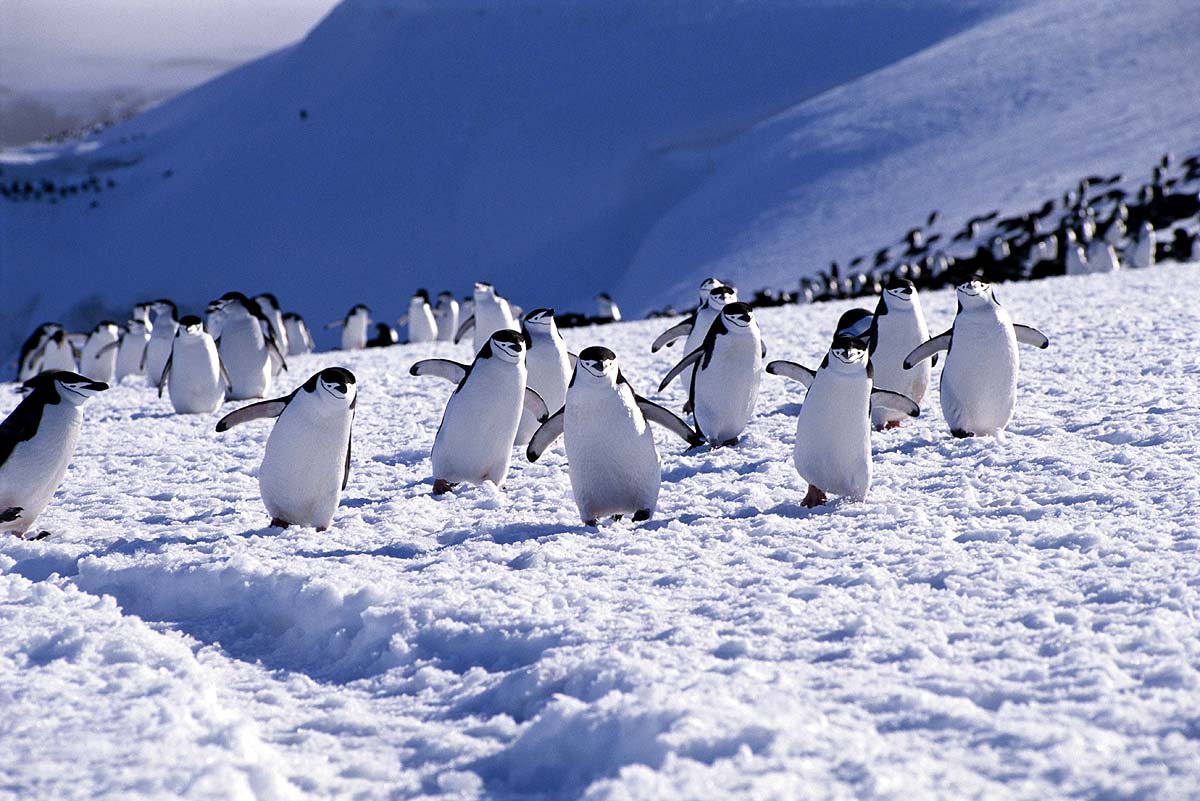 Antarctica Penguin Population Antarctica Penguin Population