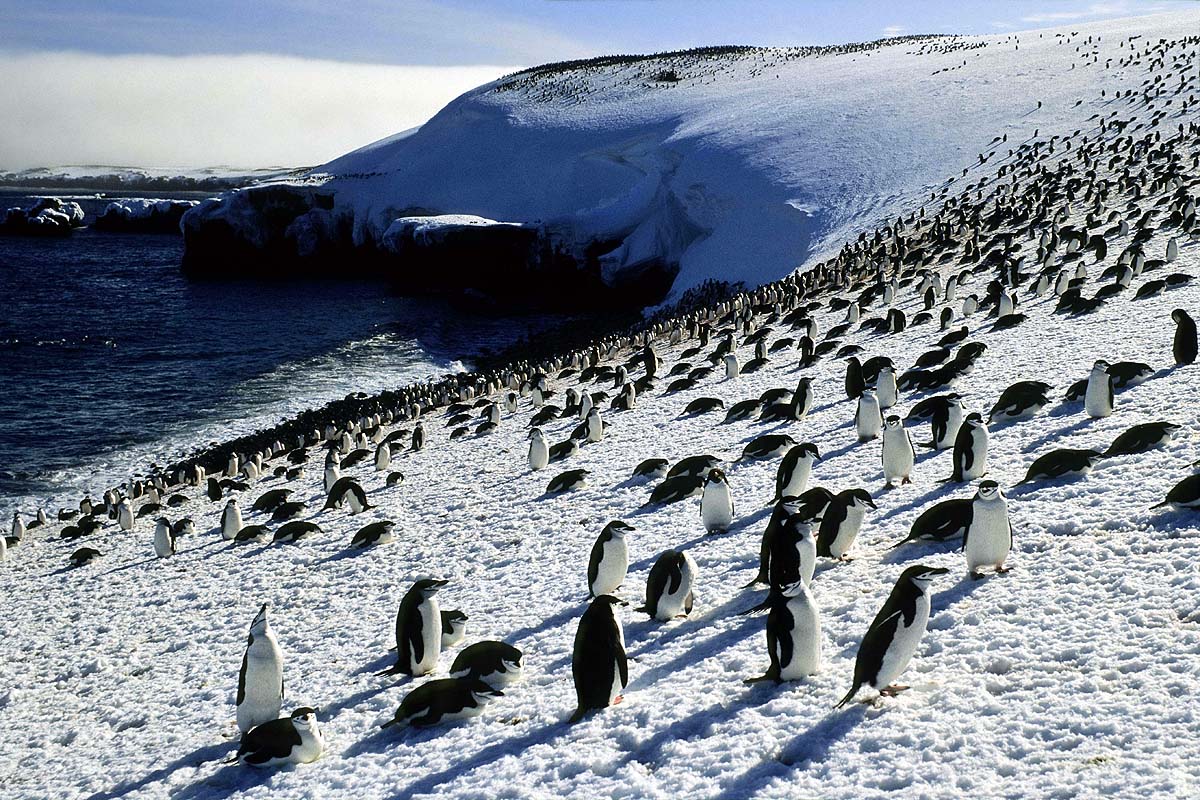 Antarctica Penguin Population Antarctica Penguin Population