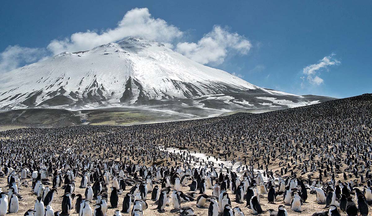 Antarctica Penguin Population Antarctica Penguin Population
