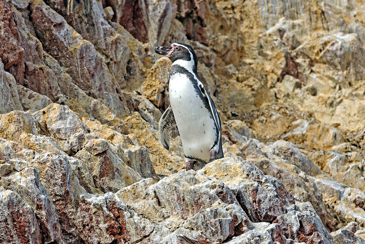 Humboldt Penguins, Peru Humboldt Penguins, Peru