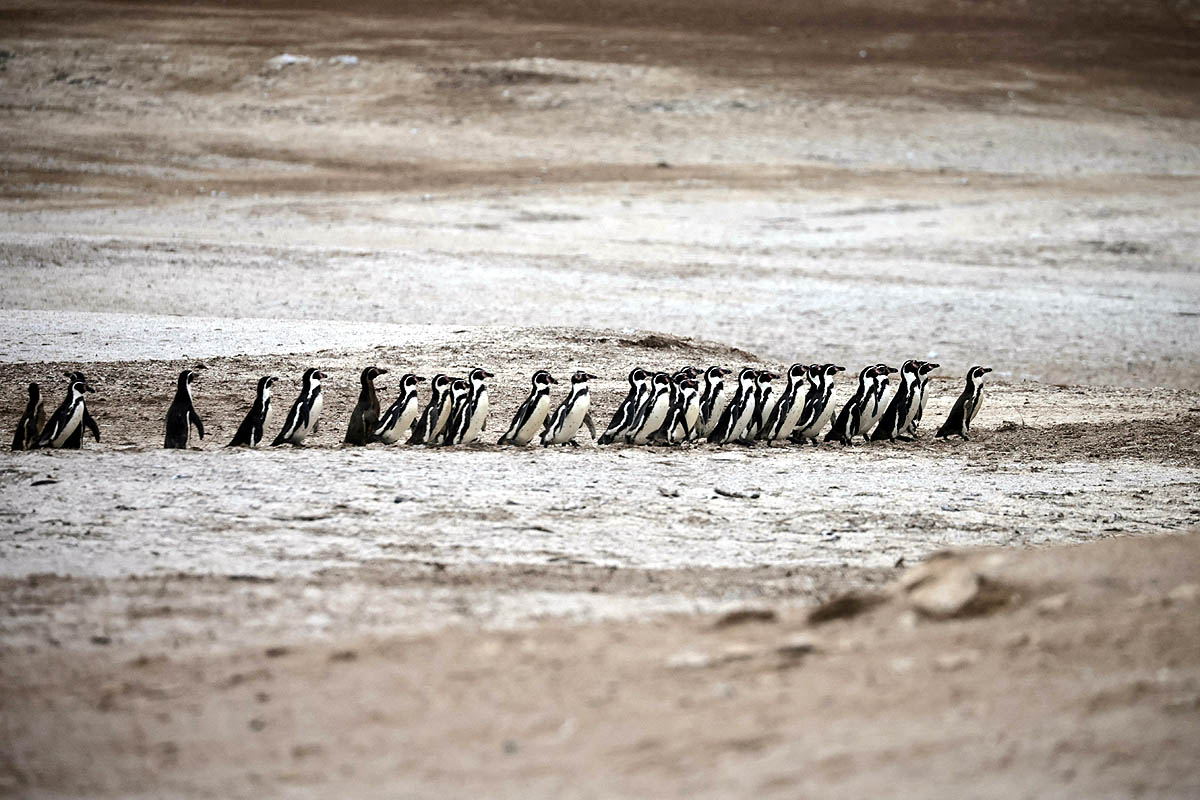 Humboldt Penguins, Peru Humboldt Penguins, Peru