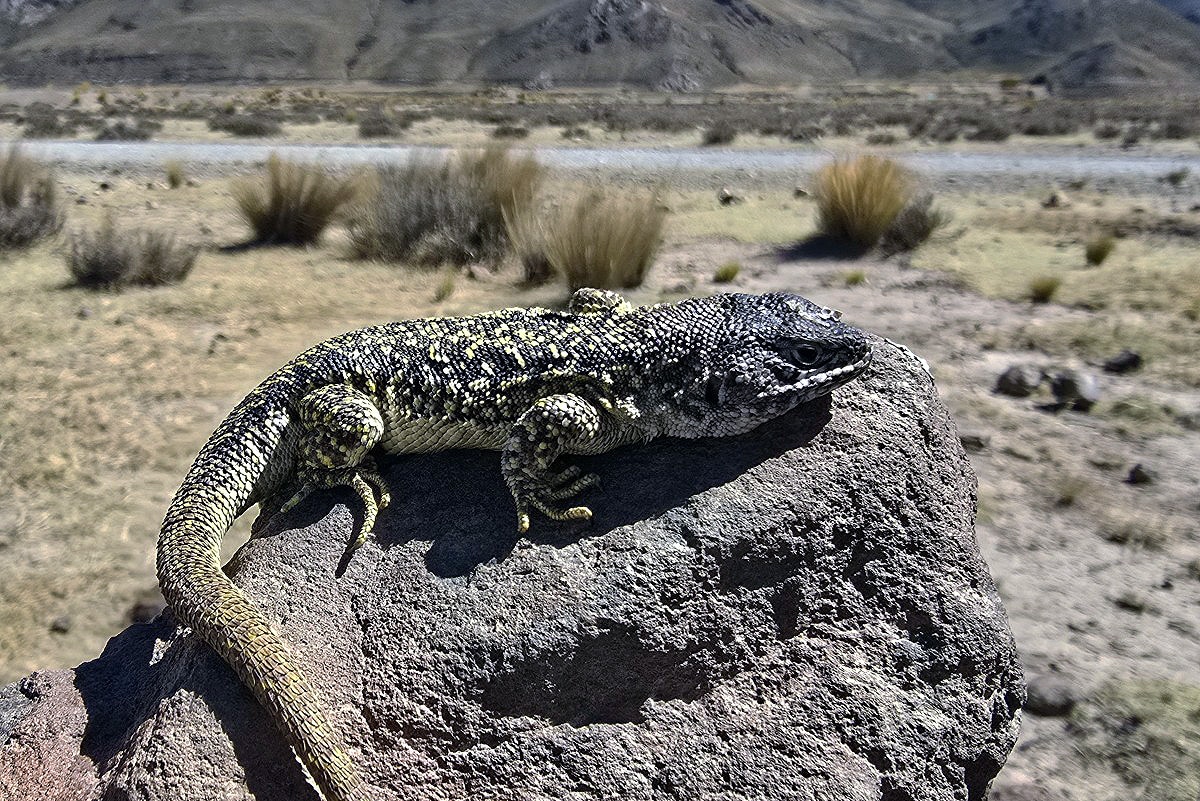 New Lizard Species New Lizard Species