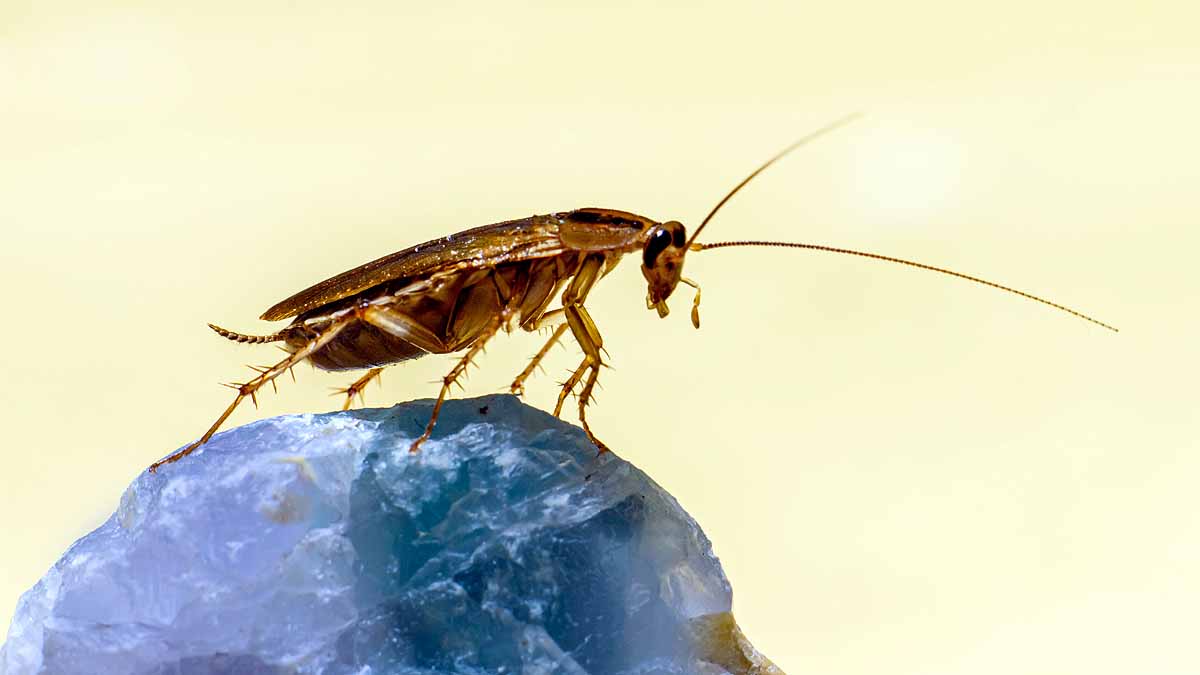 Cockroach vs human Cockroach vs human