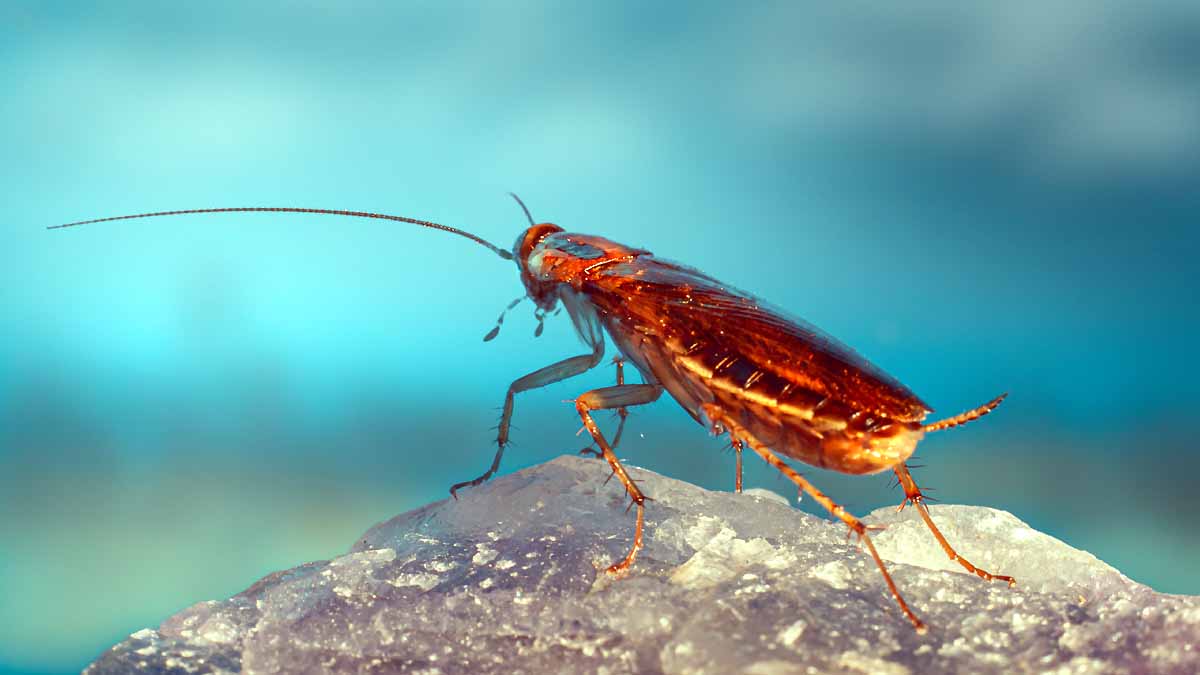 Cockroach vs human Cockroach vs human