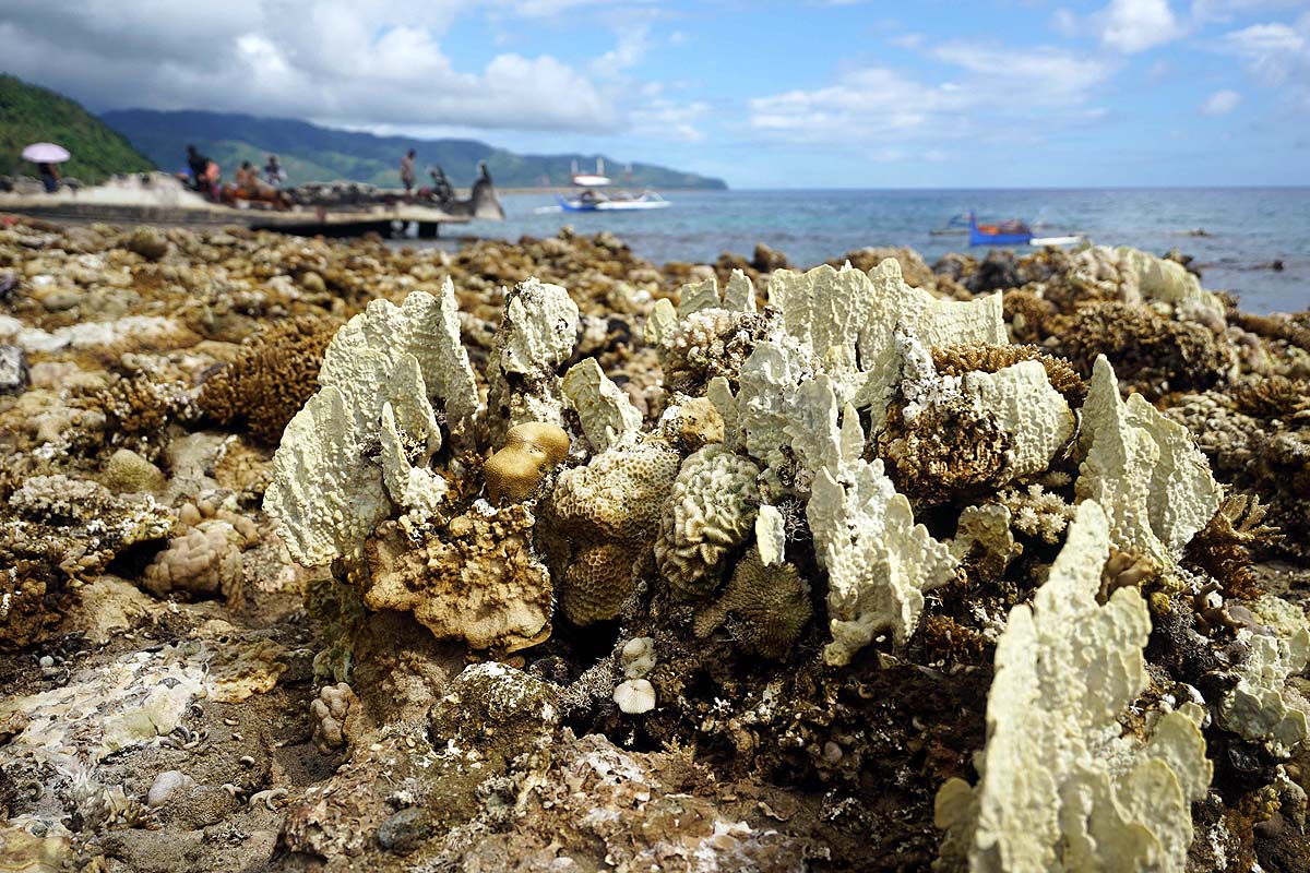 Philippines Earthquake Coastal Uplift