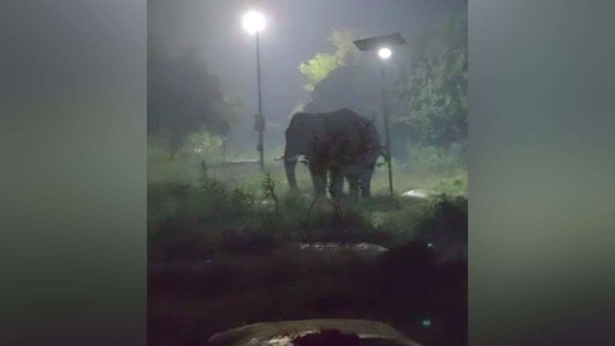 pilibhit puranpur wild elephant enters town breaks cemetery wall