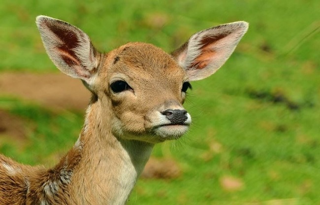 old coronavirus variant found in deer study warns about dangers