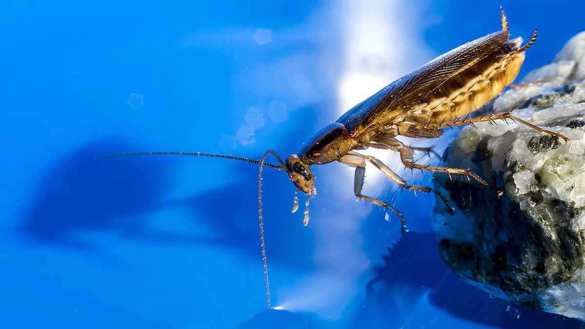 Cockroach vs human Cockroach vs human