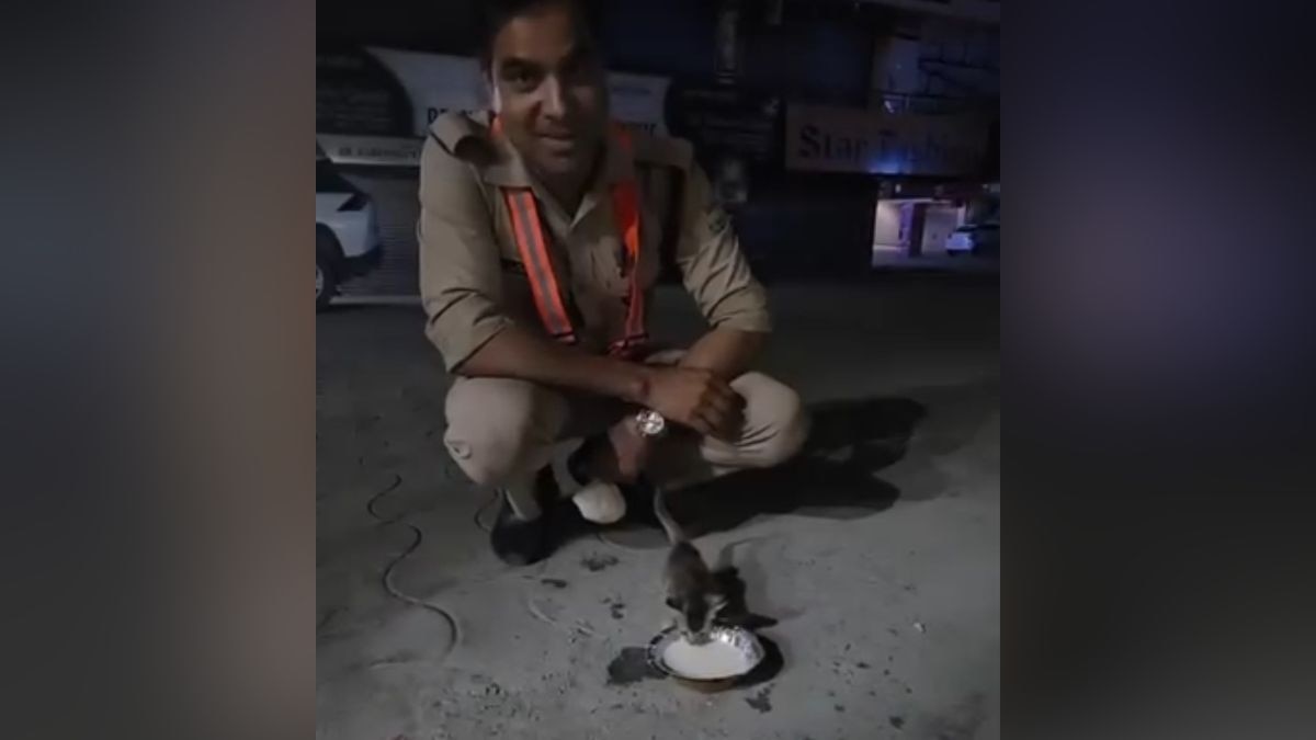 policeman saves kitten from road takes her home viral video selaqui uttarakhand policeman saves kitten from road takes her home viral video selaqui uttarakhand