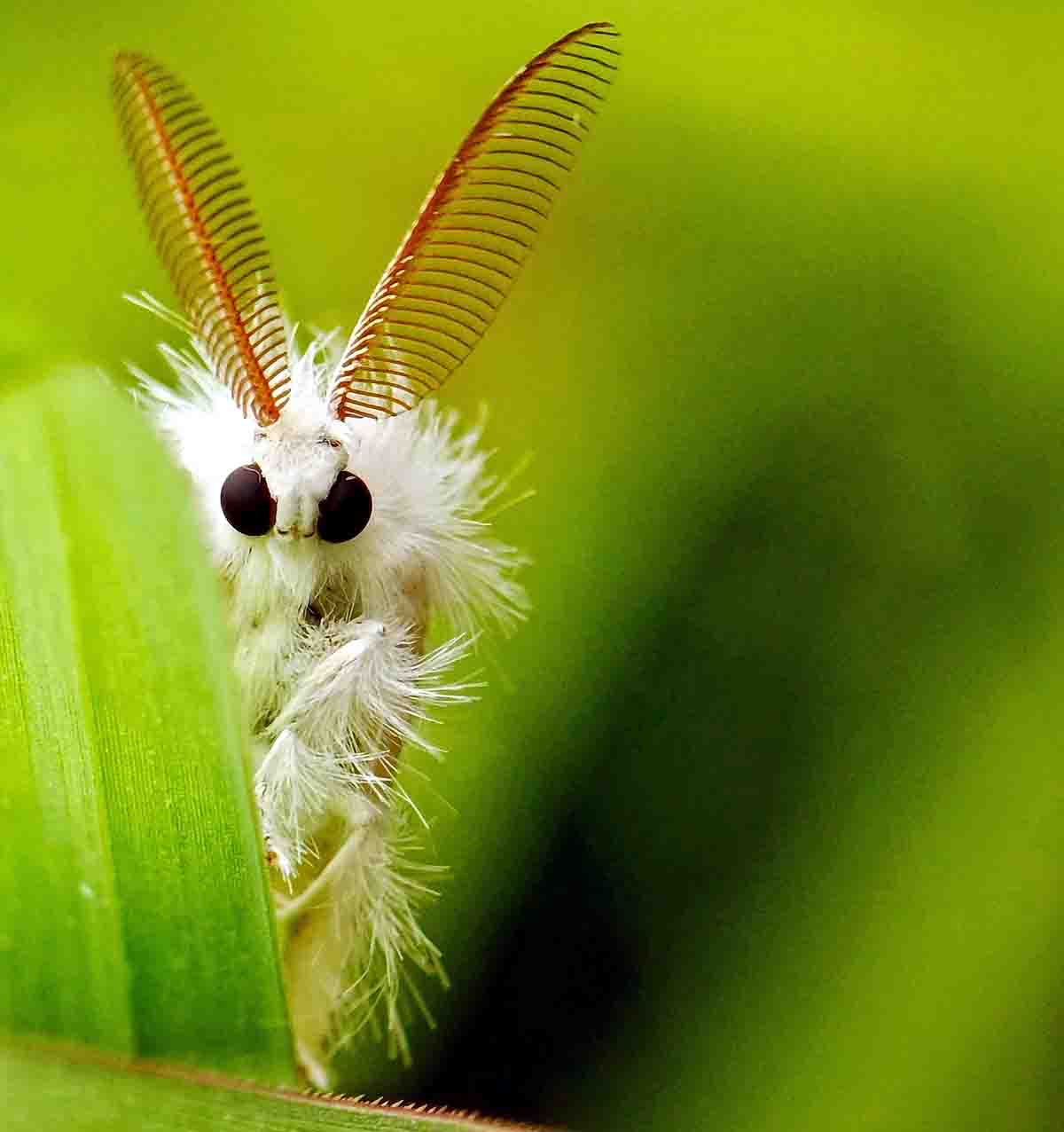 Venezuelan Poodle Moth Venezuelan Poodle Moth