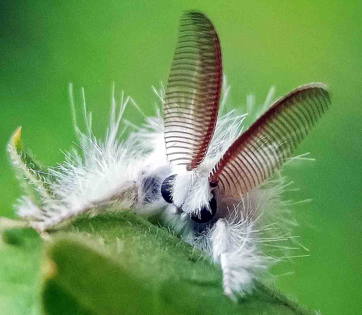 Venezuelan Poodle Moth Venezuelan Poodle Moth