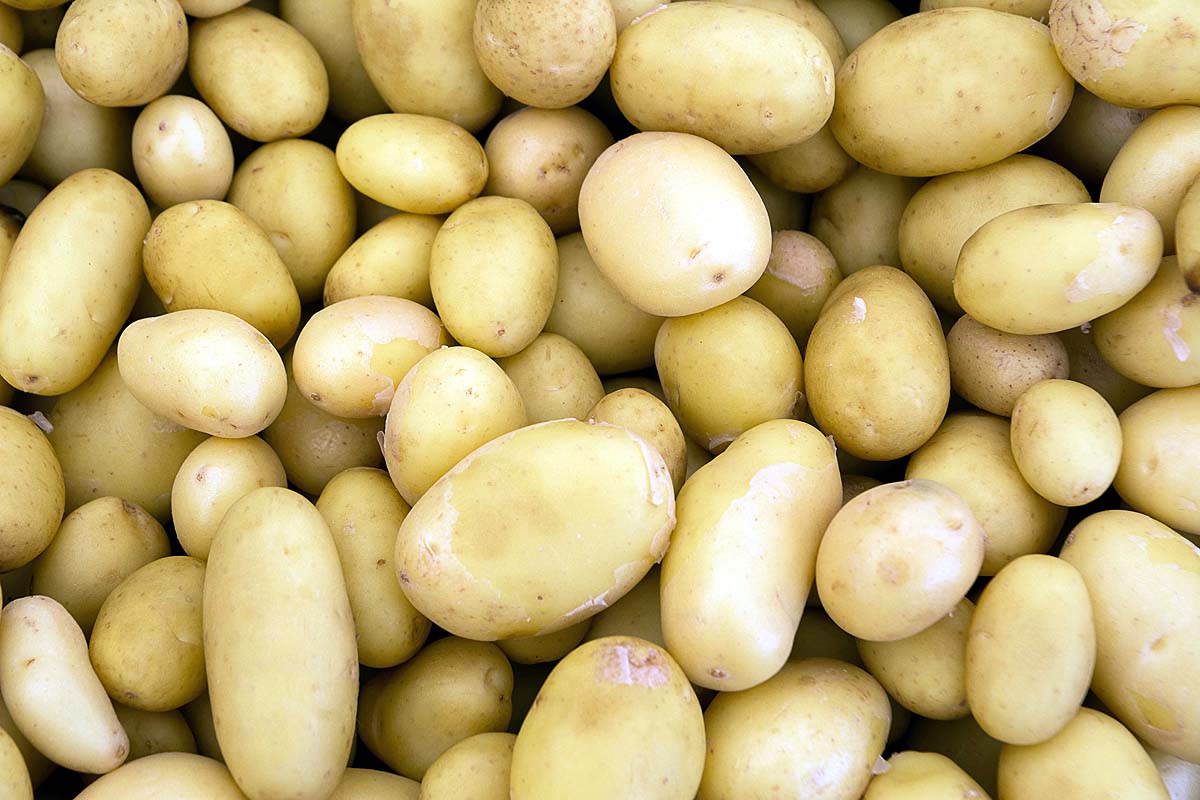 tomato or potato which came first