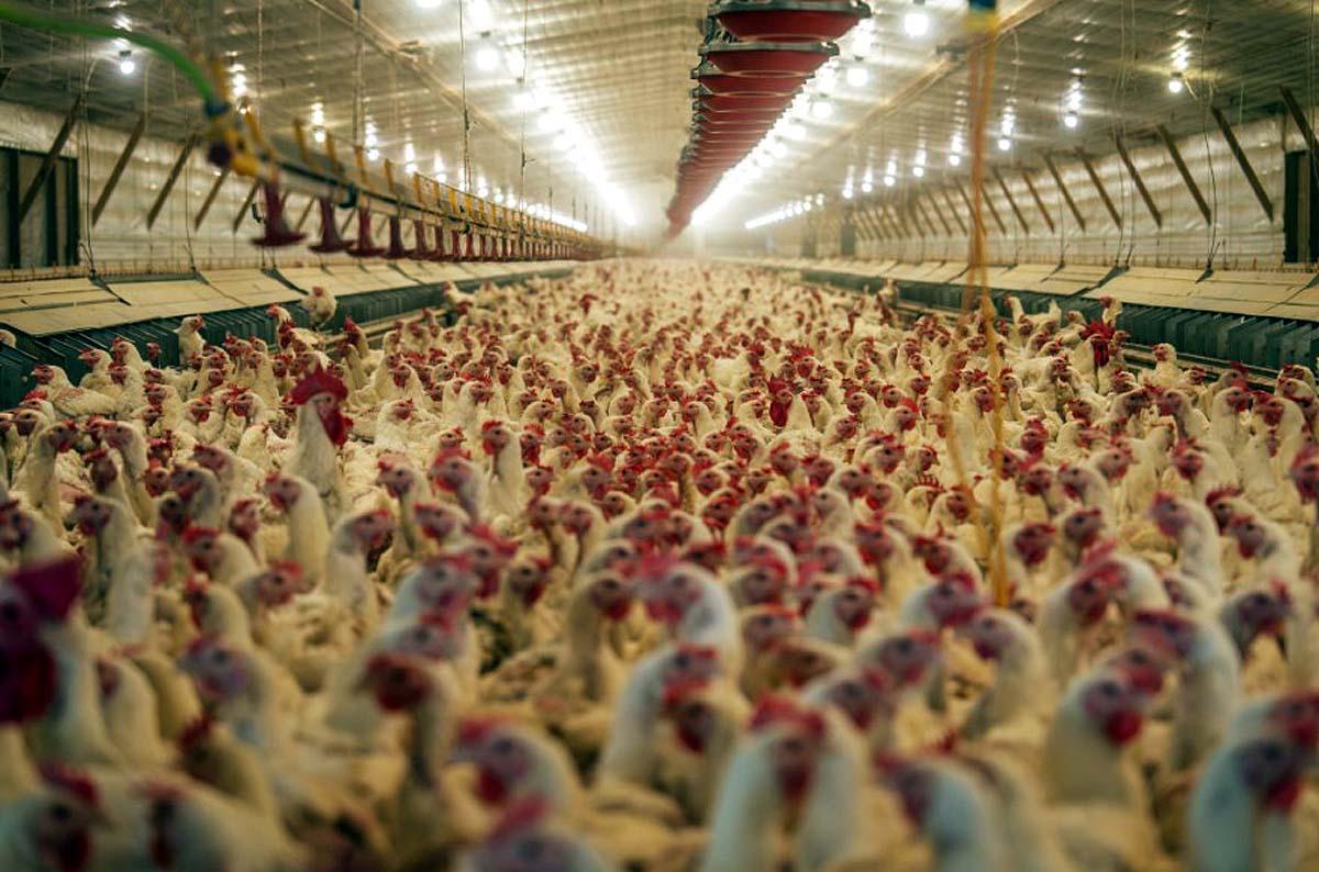 france heatwave chicken