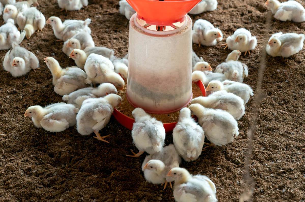 france heatwave chicken