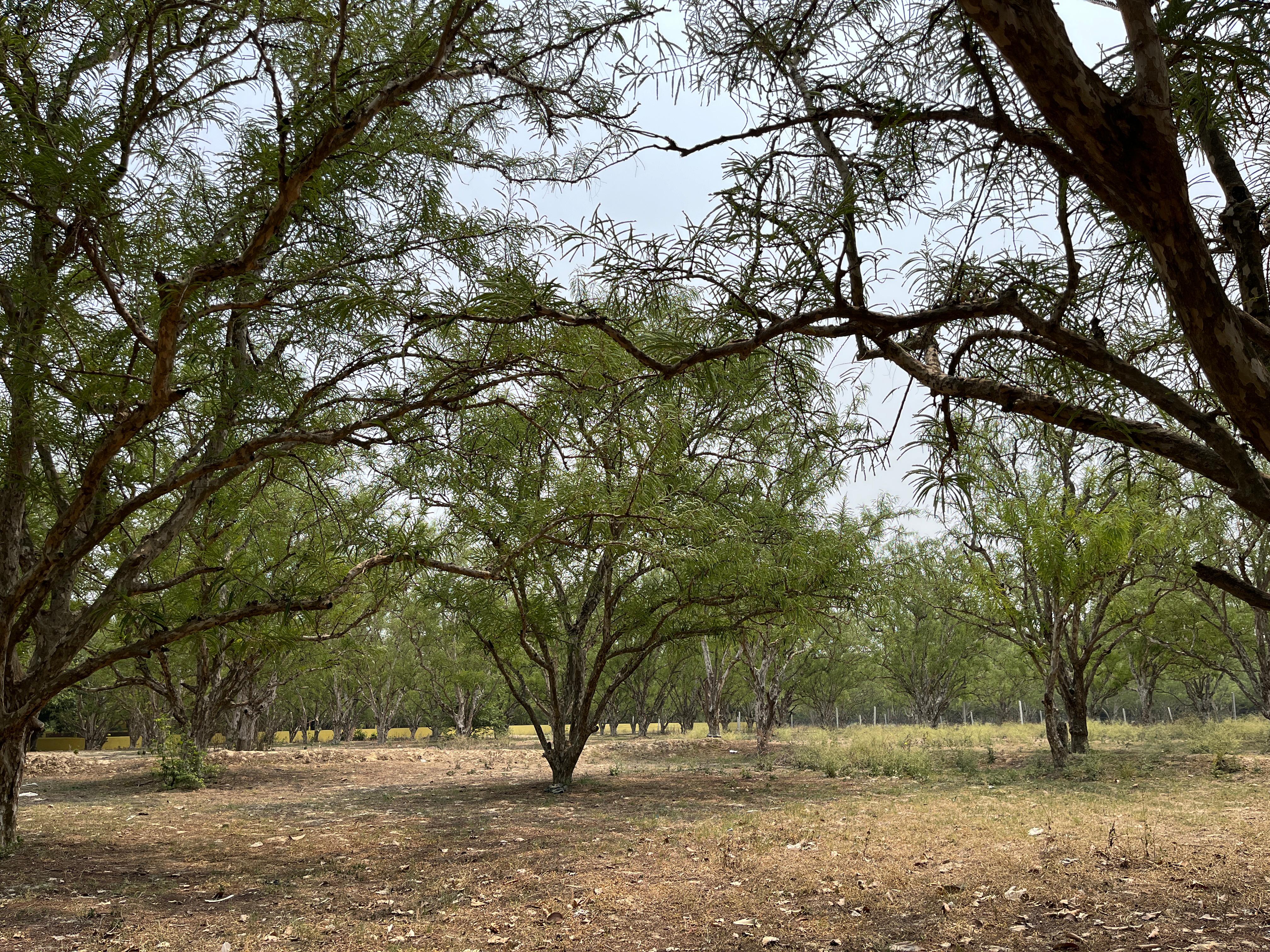 pratapgarh amla ground report