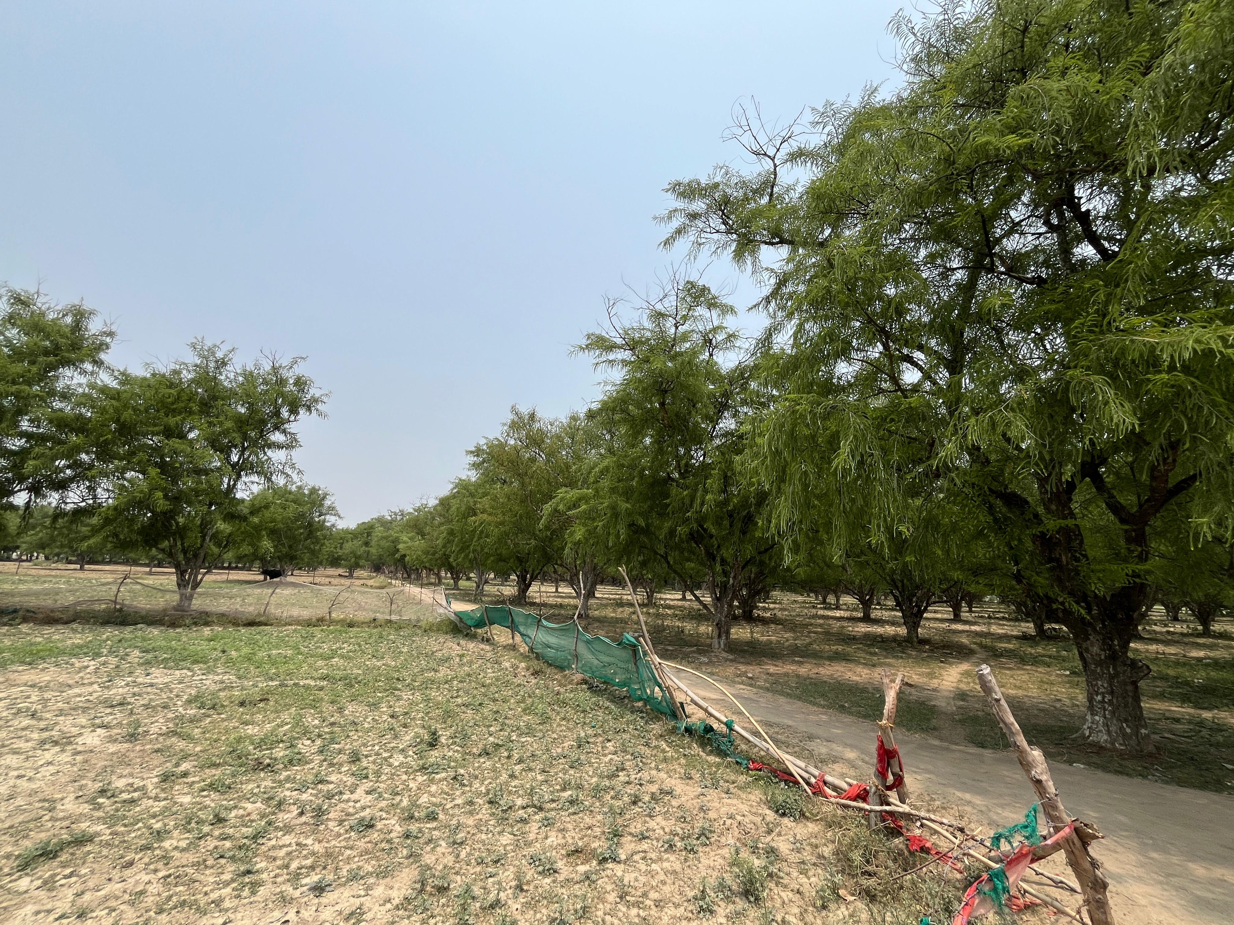 pratapgarh amla ground report