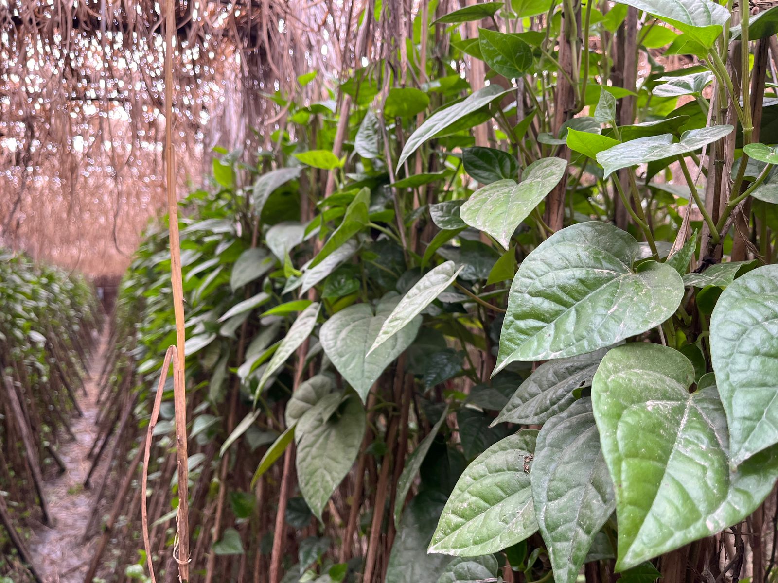 pratapgarh paan kisan ground report by sakib mazeed