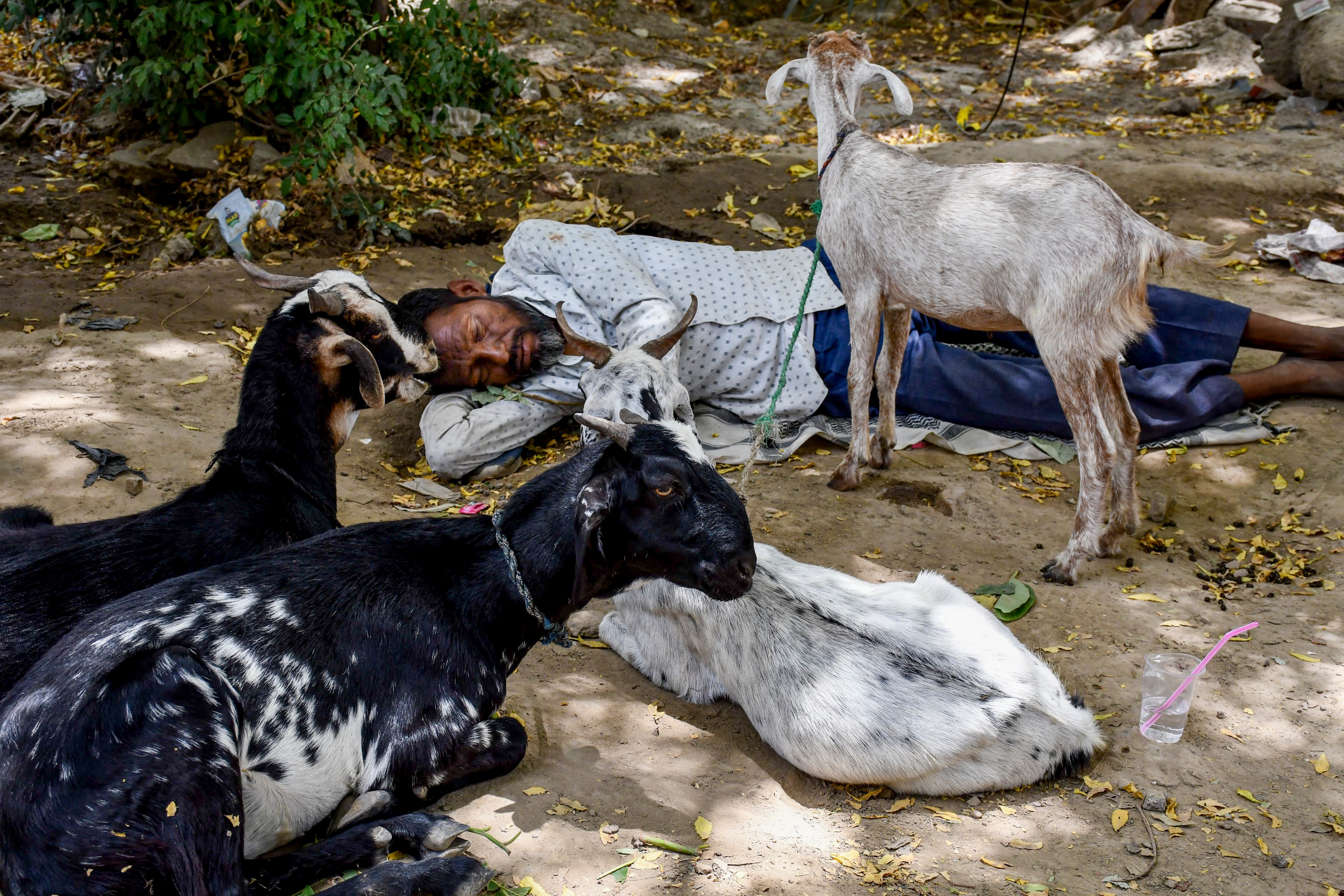 bakra bakrid