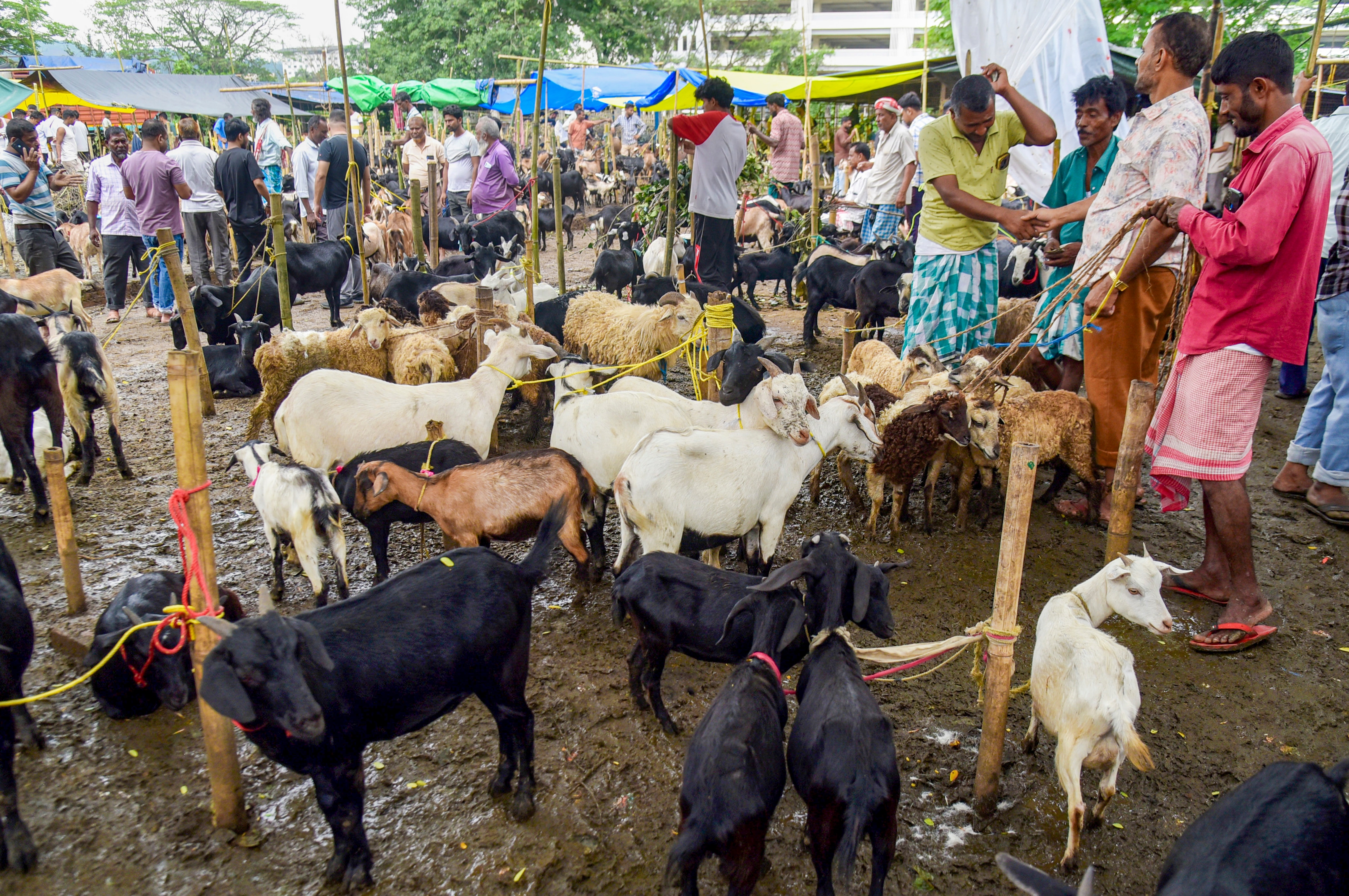 bakrid bakra 2026
