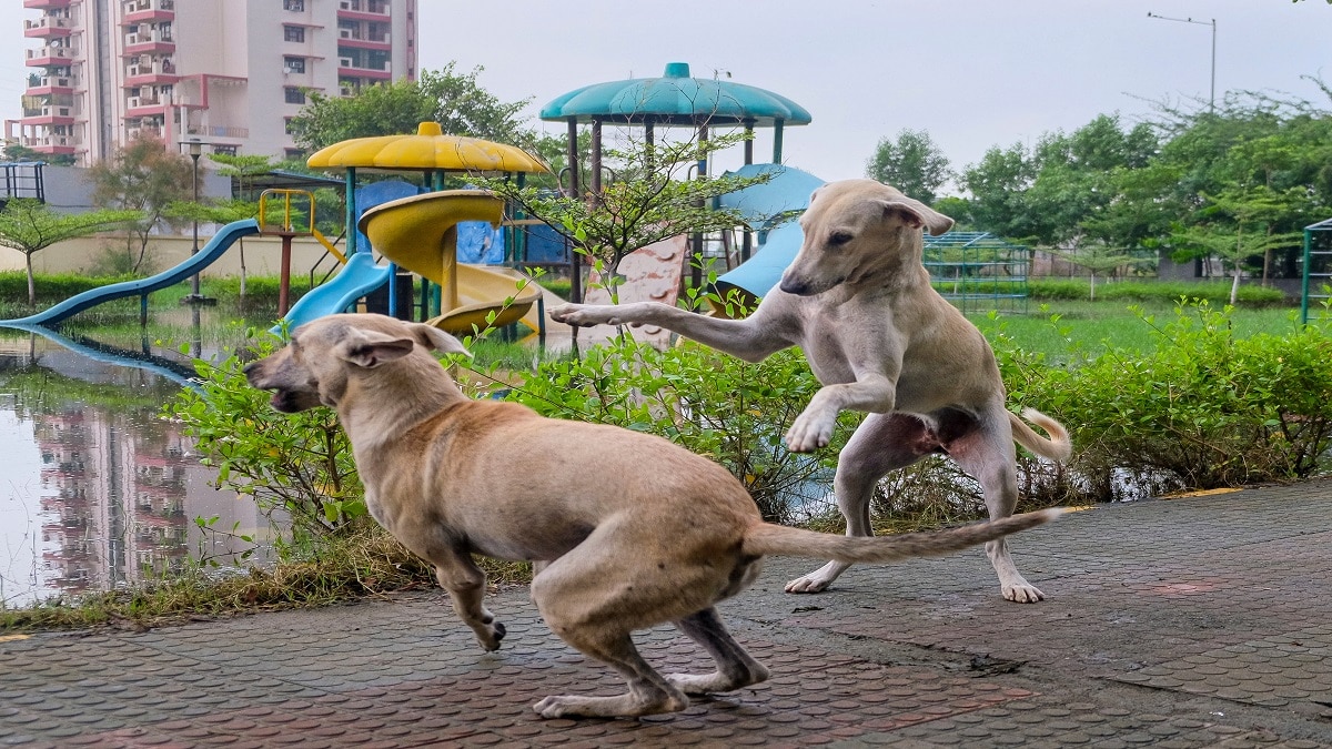 public outcry over stray dogs india (Photo- PTI)