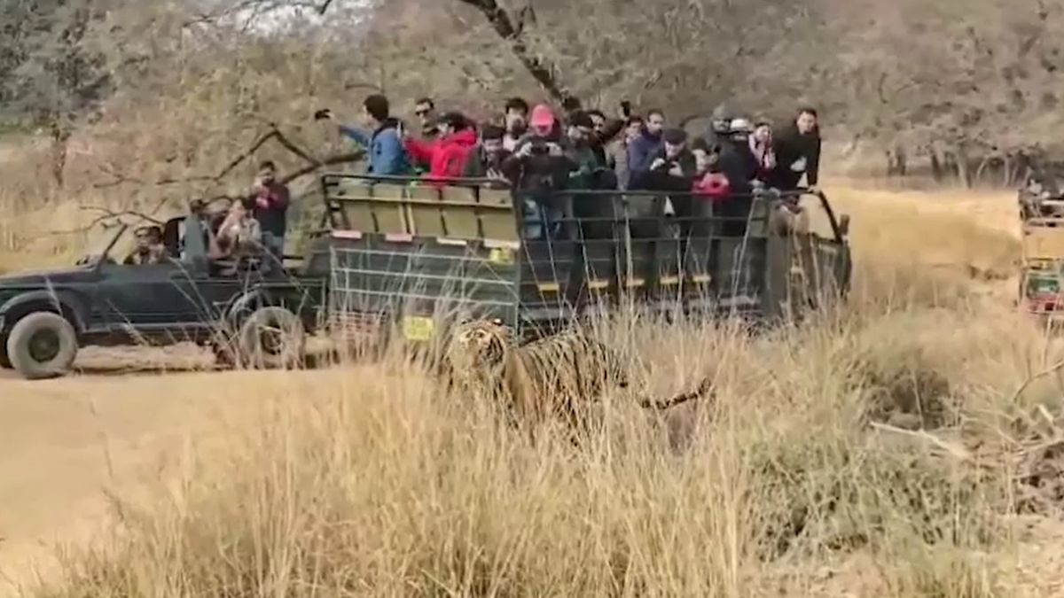ranthambore famous tigers machli and dollar story contribution to tiger conservation