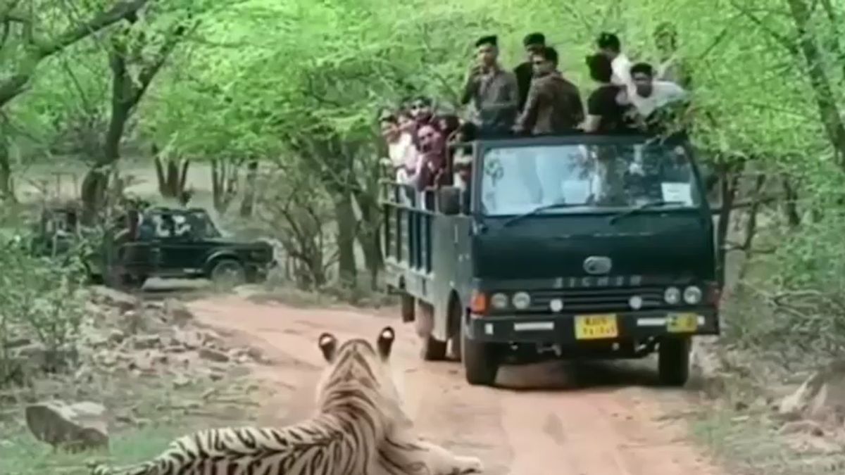 ranthambore famous tigers machli and dollar story contribution to tiger conservation