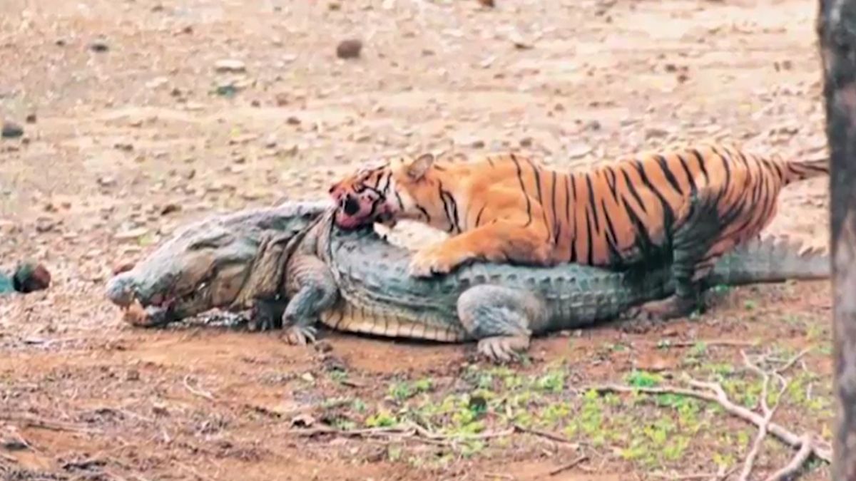 ranthambore famous tigers machli and dollar story contribution to tiger conservation