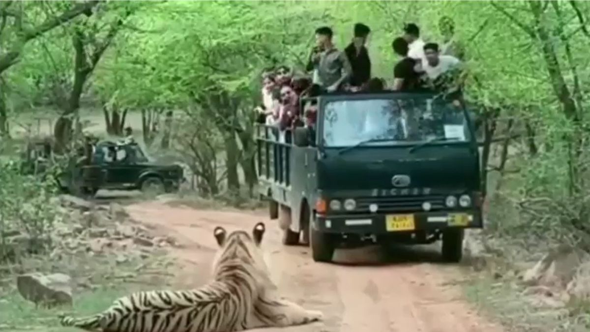 Sawai Madhopur Ranthambhore Leopard Monitoring Install Silent Devices High Track Sensors