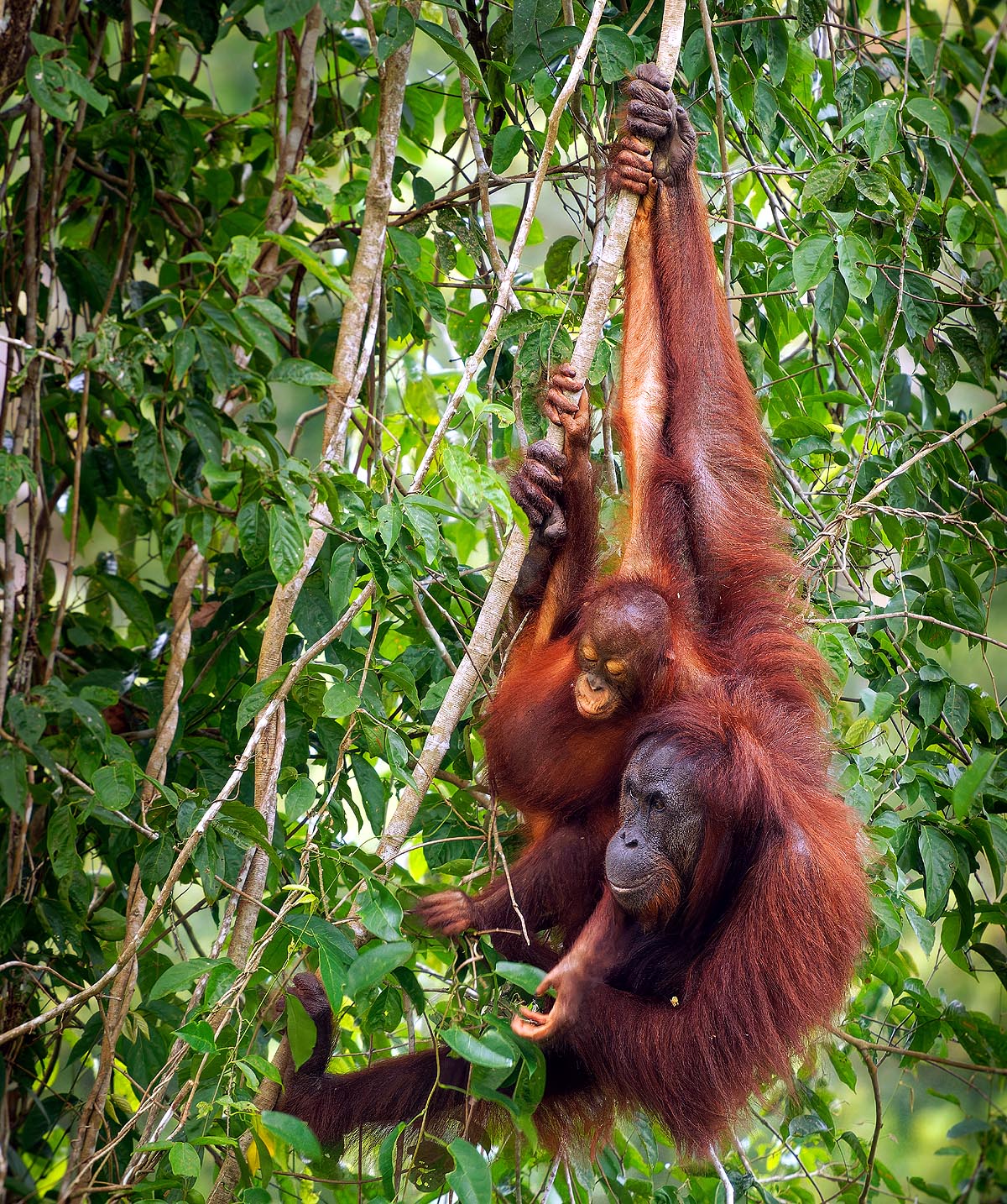 Tapanuli orangutan Tapanuli orangutan
