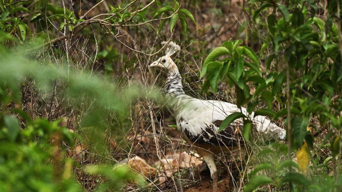 Rare White Peacock Sighted for First Time in Sariska Tiger Reserve Alwar Photos Viral