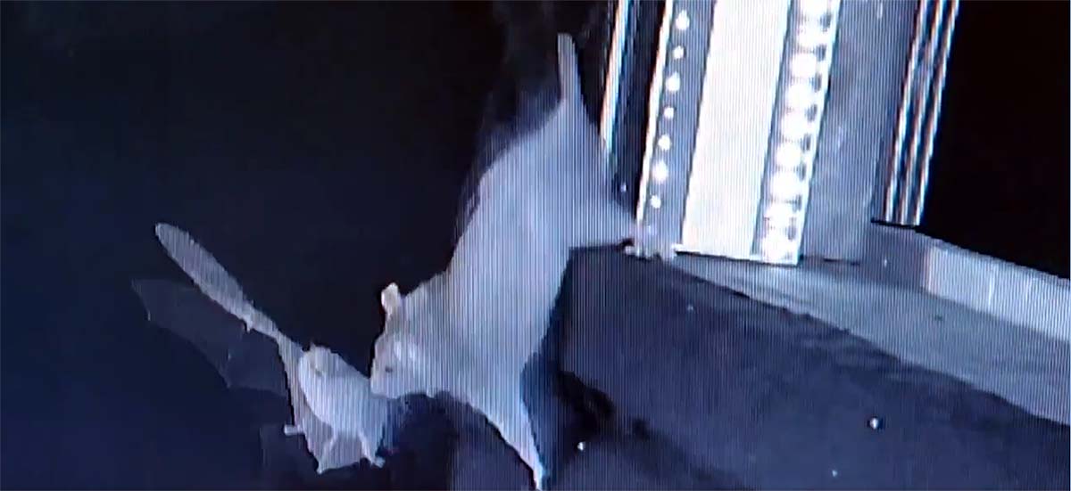 Rat Bat Hunt Video Rat Bat Hunt Video