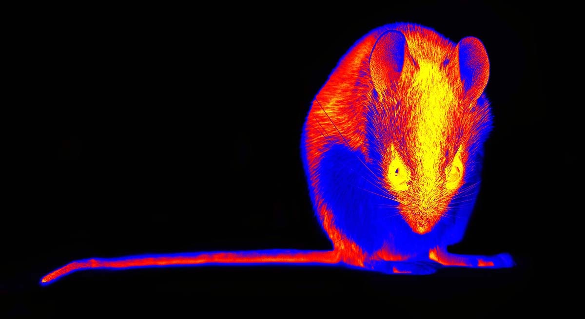 Spirit or Biophotons